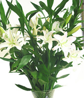5 Perfume Lilium(long), Fugui Zhu 8
