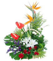 1 White Lily,2 Flamigo Flowers,6 Red roses