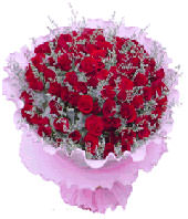 66 Hot red roses