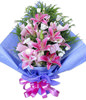 6 pink Lilium