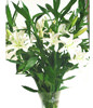 5 Perfume Lilium(long), Fugui Zhu 8