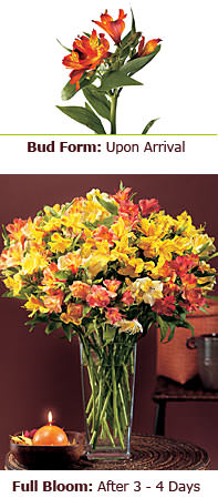 PeruvianLilies