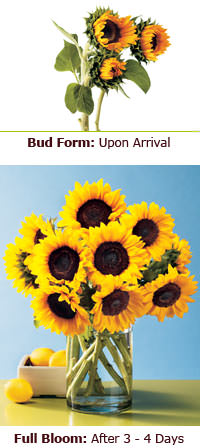 Sunflowers