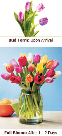 Tulips
