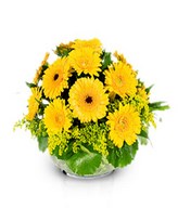 Splendor: yellow gerberas