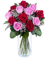 12 red and pink roses
