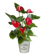 Red Delight: anthurium