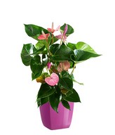 Pink Anthurium 