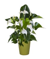 White Anthurium