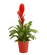 Bromelia