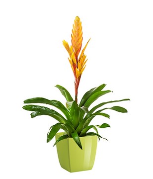 Bromelia yellow