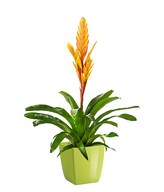 Bromelia yellow