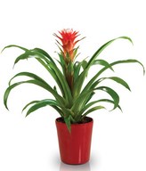 Guzmania