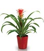 Guzmania