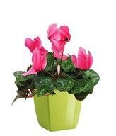 Cheerful cyclamen plant