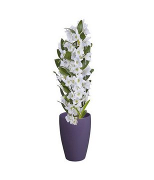 Orchid Tree