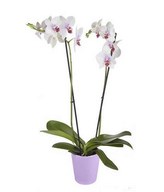 White Tiger Orchid