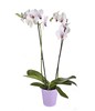 White Tiger Orchid