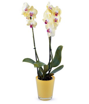 Yellow orchid