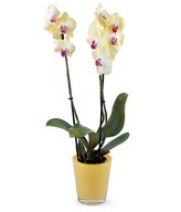 Yellow orchid