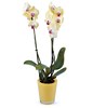 Yellow orchid
