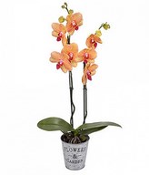 Exotic Tiger Orchid