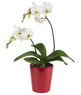 White Cascading Orchid