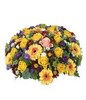 Flower Garden: sympathy arrangement