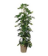 Schefflera plant