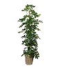 Schefflera plant
