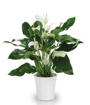 White Anthurium