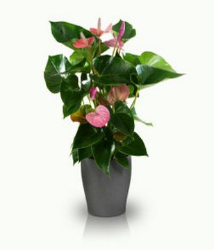Pink Anthurium