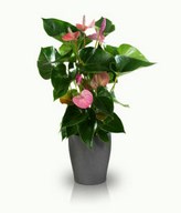 Pink Anthurium