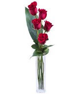 Love and Elegance: 5 Red Roses