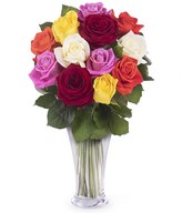 12 multicolor roses