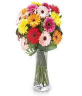 Irreplaceable: multicolored gerberas