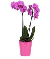 Delicate Pink Orchid