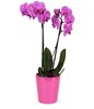 Delicate Pink Orchid