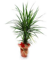 Dragon Tree