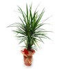 Dragon Tree