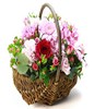 Mix Gerberas In A Basket