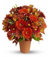 Mix Gerberas In A Basket