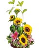 Sunflower and Lily