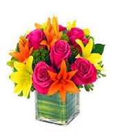 Bright Colourful Arrangement