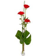 3 pieces red roses arranged in a vase