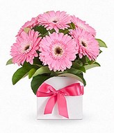baby pink Gerbera In box