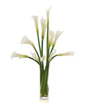12 Calla Lilies in a Vase