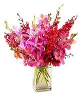 Two Dozen Assorted Orchids in a Vase