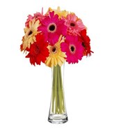 Mixed Gerberas in Vase