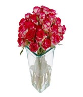 24 Two Tone Roses in Vase